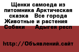 Щенки самоеда из питомника Арктическая сказка - Все города Животные и растения » Собаки   . Адыгея респ.